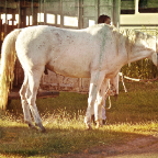 White Horse - Version 2 (1)