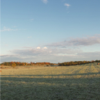 Field at Dawn II